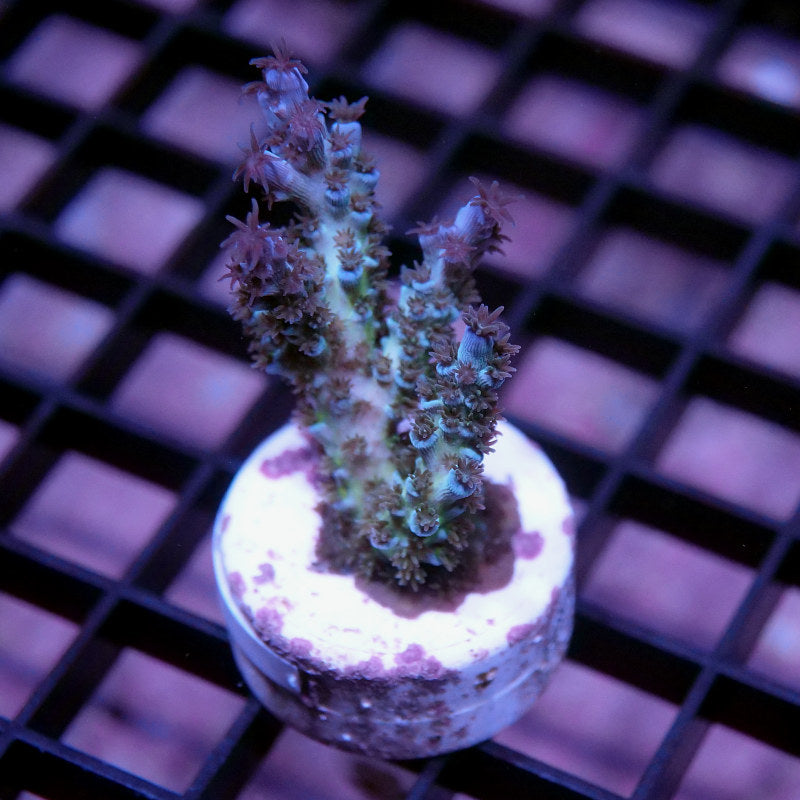 Acropora kenti - SciReef Twin - Grade 2 - icy blue