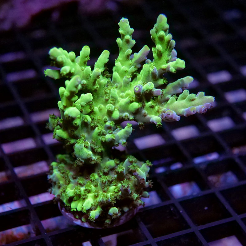 Acropora austera - SciReef Twin - Grade 1