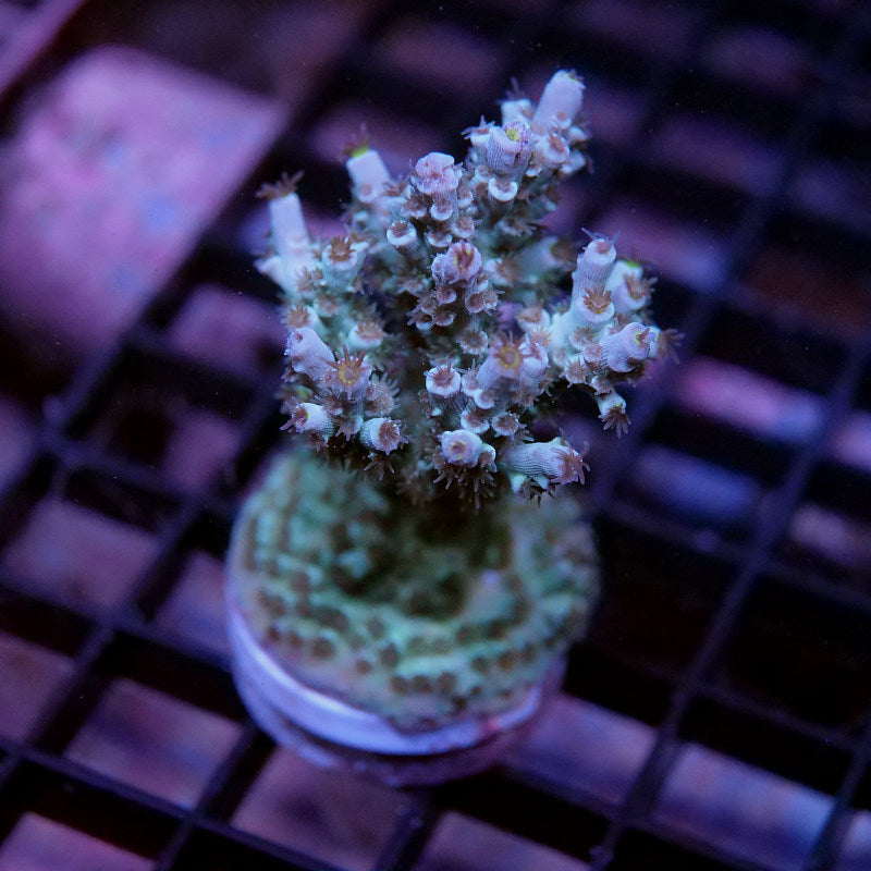 Acropora kenti - SciReef Twin - Grade 2 - lime rose