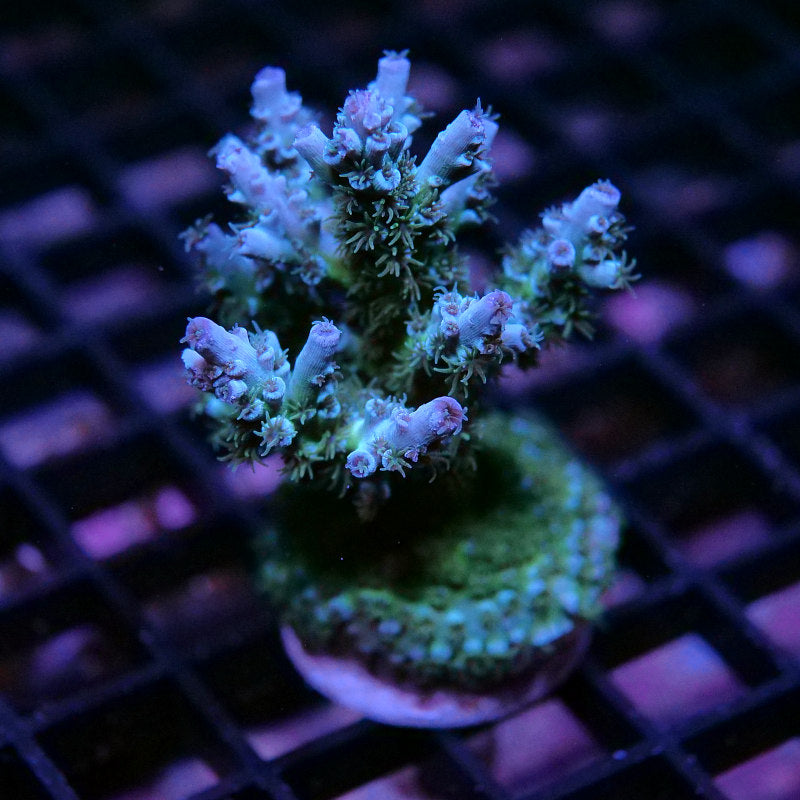 Acropora kenti - SciReef Twin - Grade 1 - emerald azure