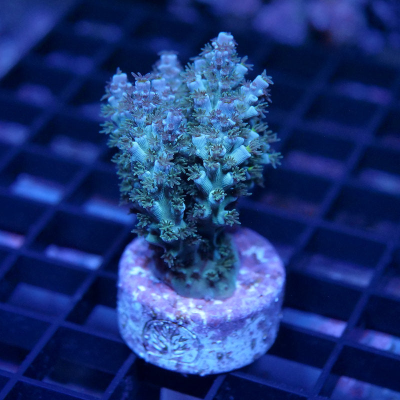 Acropora kenti - SciReef Twin - Grade 2 - lime rose