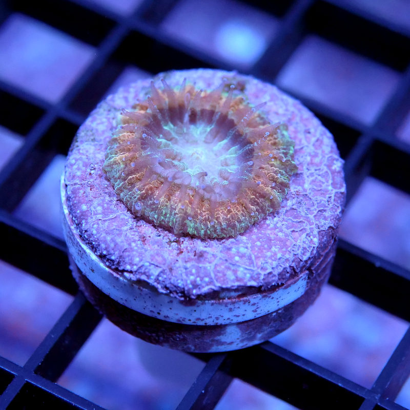 Trachyphyllia geoffroyi - SciReef - Grade 2
