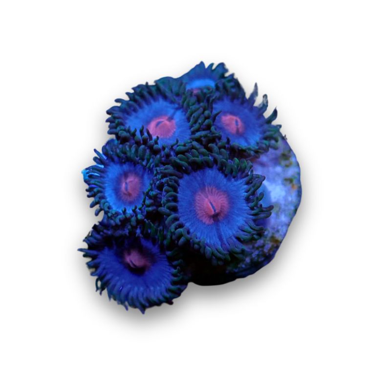 Zoanthus sp. 'Miami Vice'