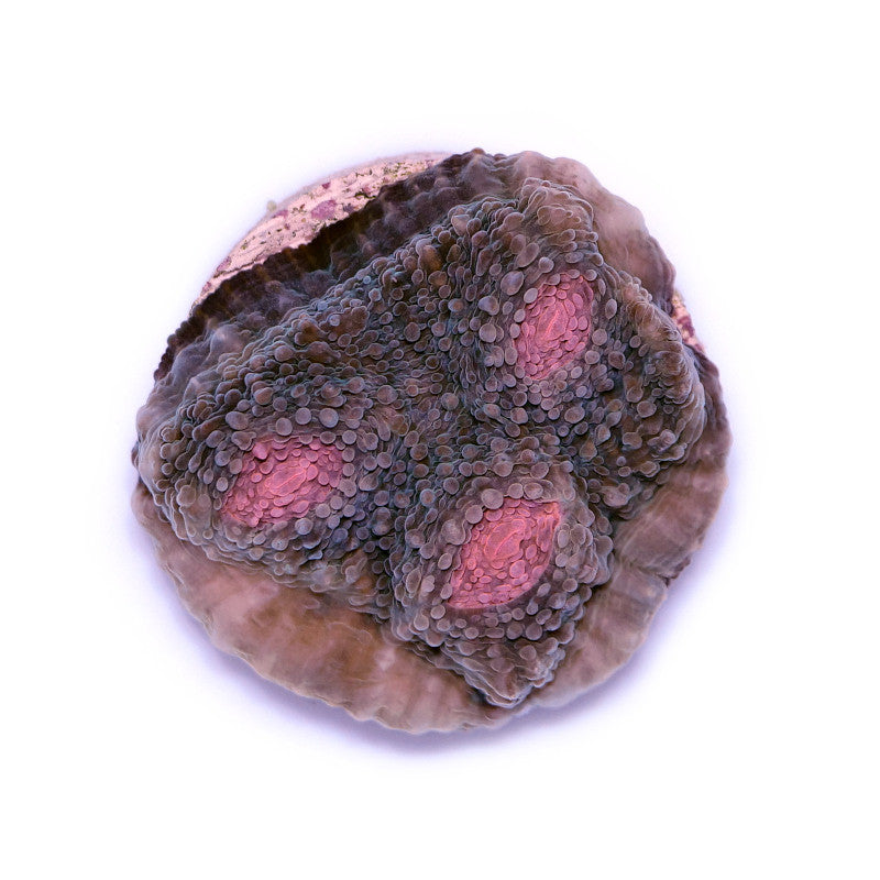 Chalice 'Mummy Eye'
