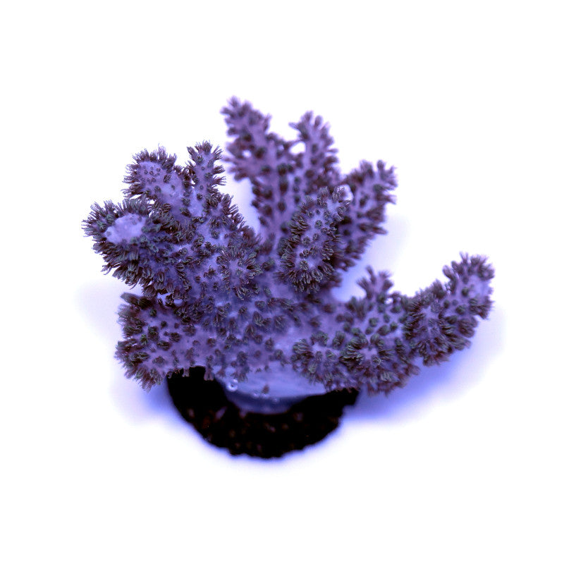 Sinularia mollis