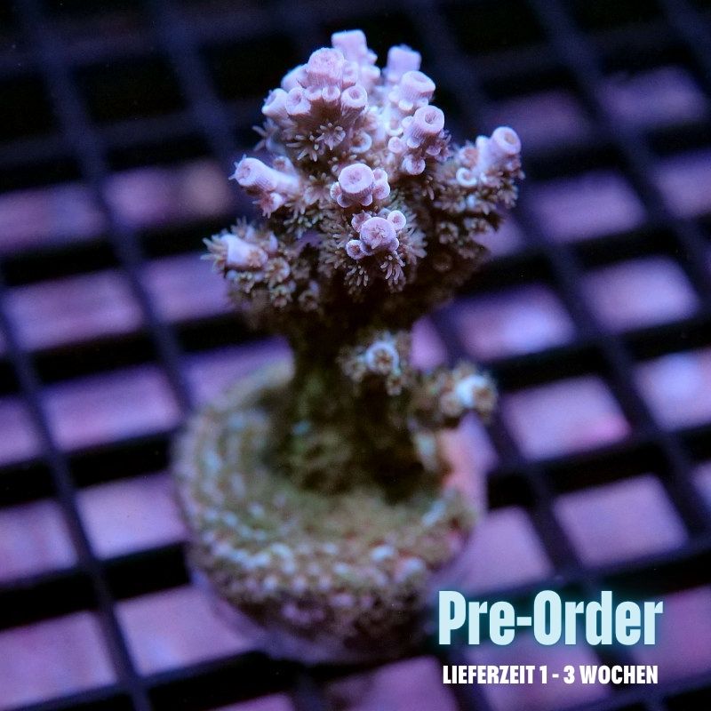 Acropora kenti - SciReef Twin - Grade 2 - lime rose