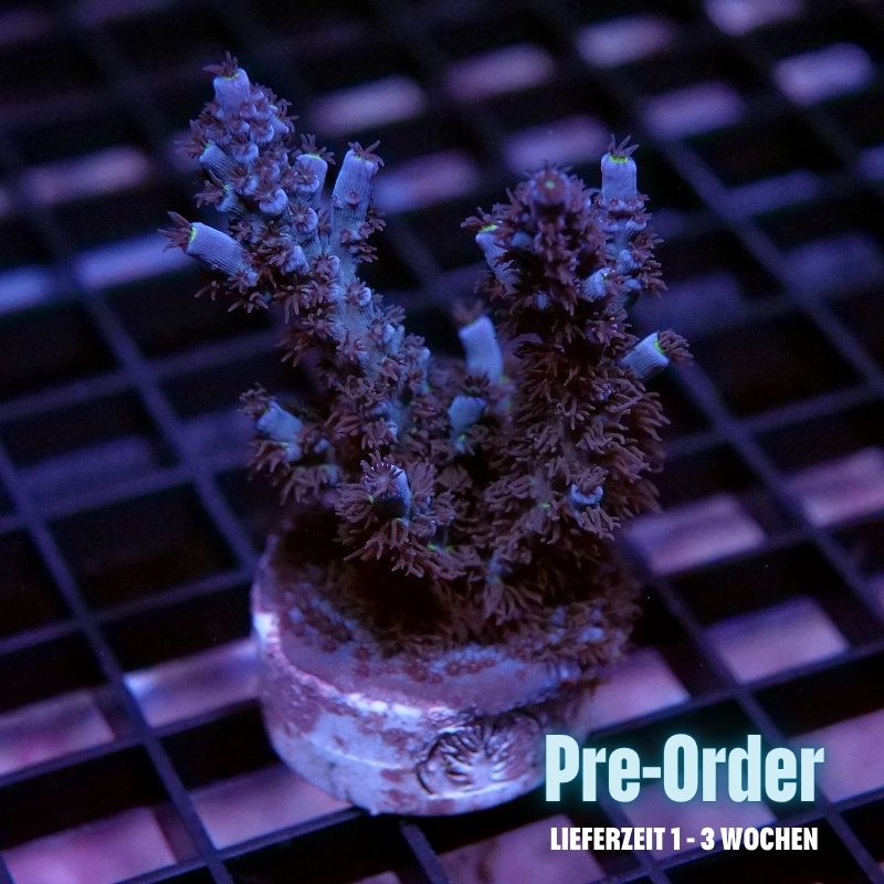 Acropora kenti - SciReef Twin - Grade 2 - deep blue