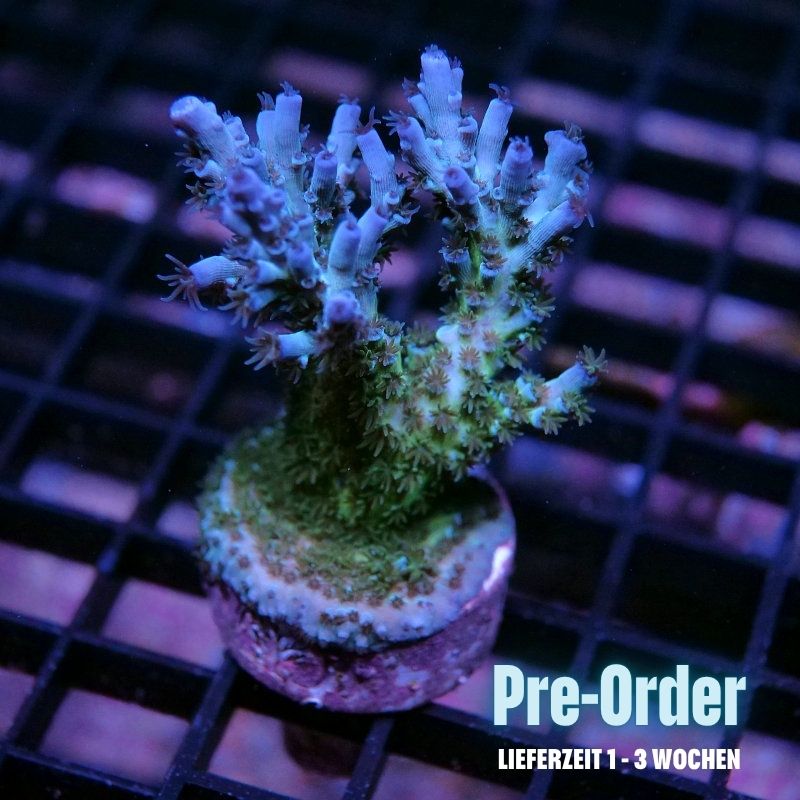 Acropora kenti - SciReef Twin - Grade 1 - emerald azure