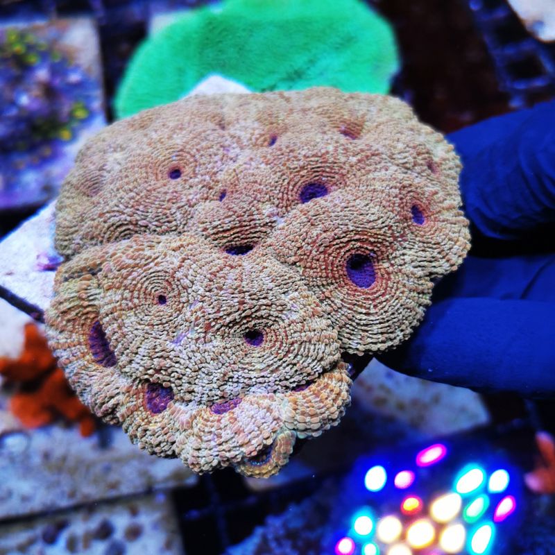 Acanthastrea echinata 'Terra Glow'