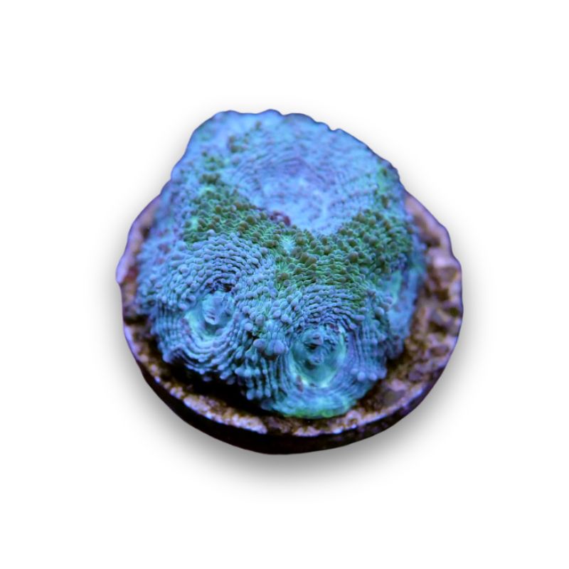 Acanthastrea echinata 'Mint'