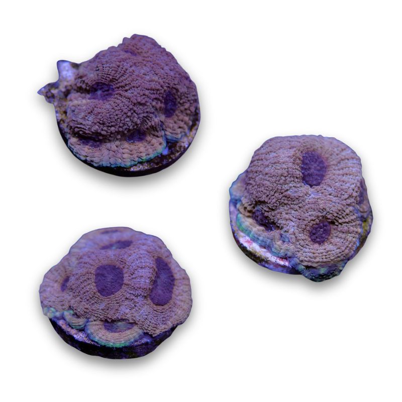 Acanthastrea echinata 'Terra Glow'