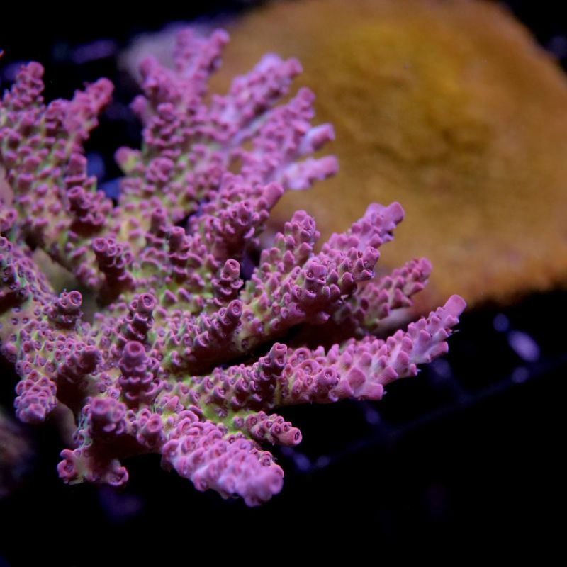 Acropora hyacinthus 'Red Planet'