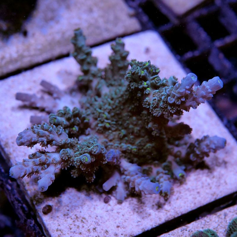 Acropora tenuis 'Blue'