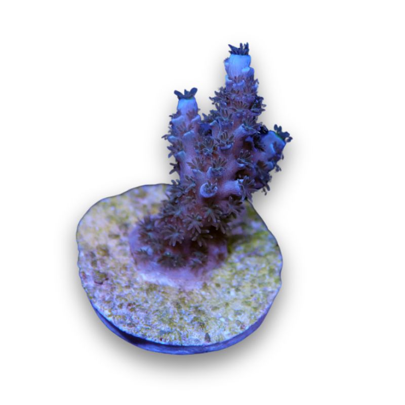 Acropora tenuis 'Blue'