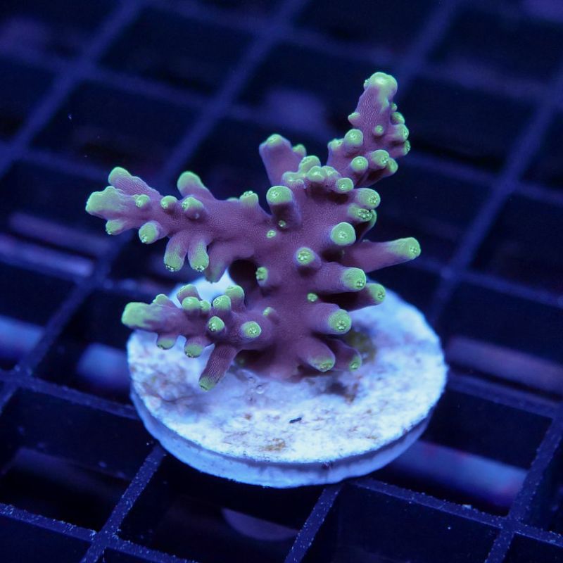 Acropora carduus 'Purple Dragon'