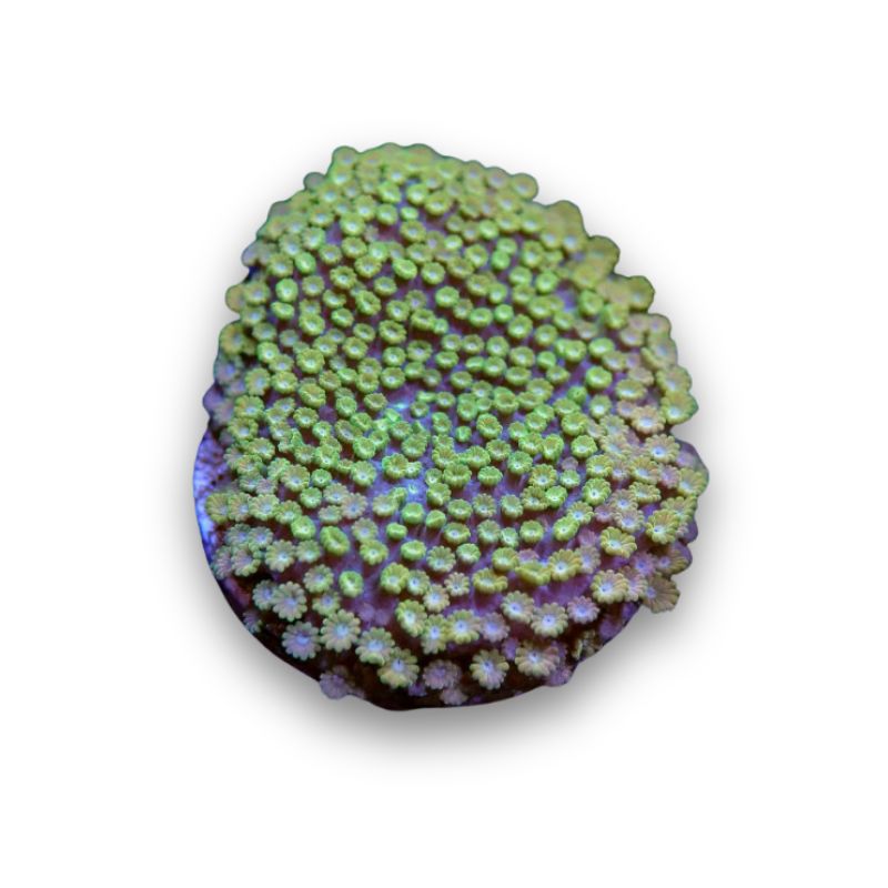Alveopora minuta 'Bicolor'