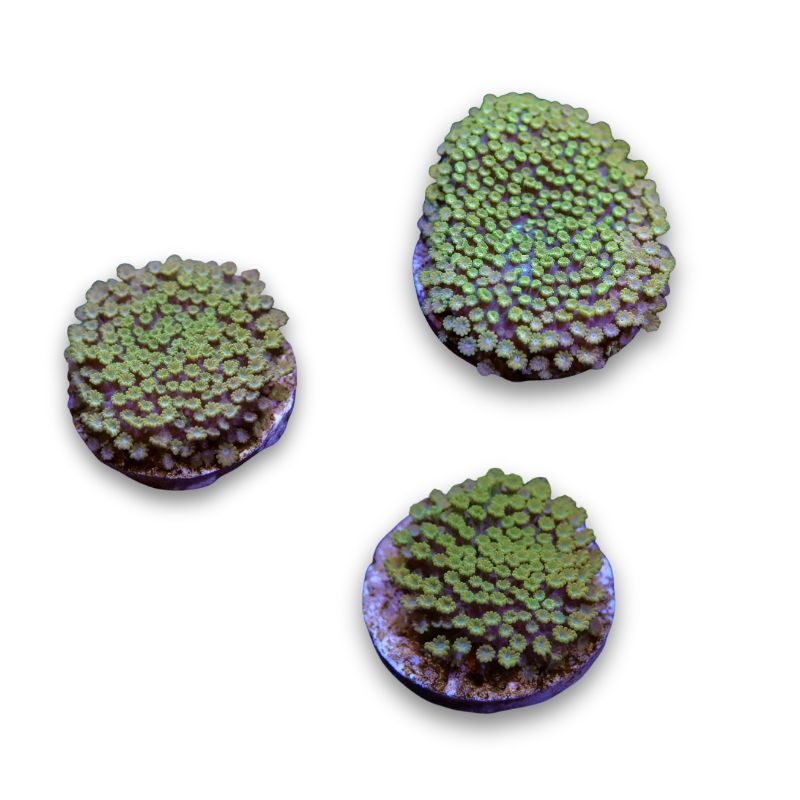 Alveopora minuta 'Bicolor'