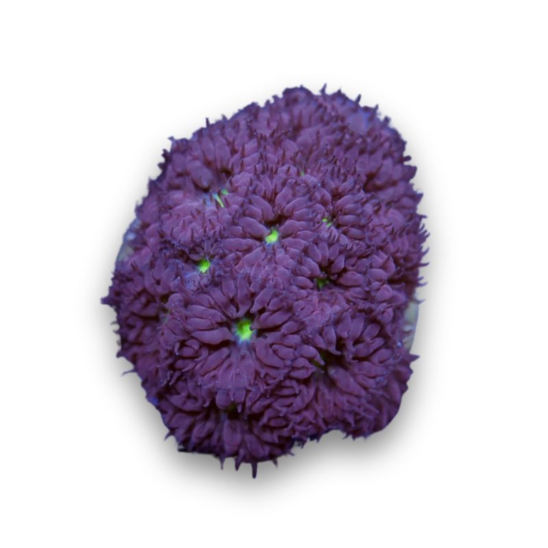Blastomussa merletti 'Green Eye'