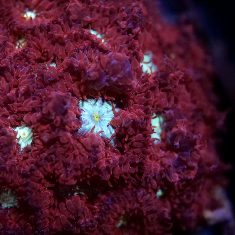 Blastomussa merletti 'Red'