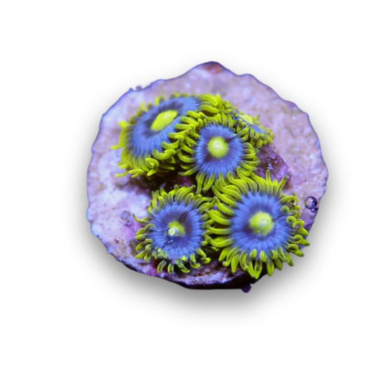 Zoanthus sp. 'Blueberry Pie'