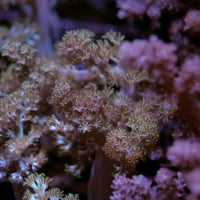 Close-up of Capnella sp. Green soft coral showing detailed polyps in a marine aquarium setting.