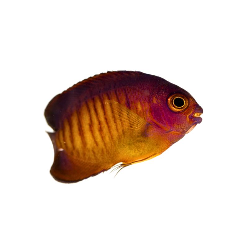 Streifen-Zwergkaiserfisch