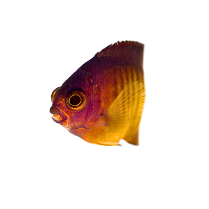 Streifen-Zwergkaiserfisch