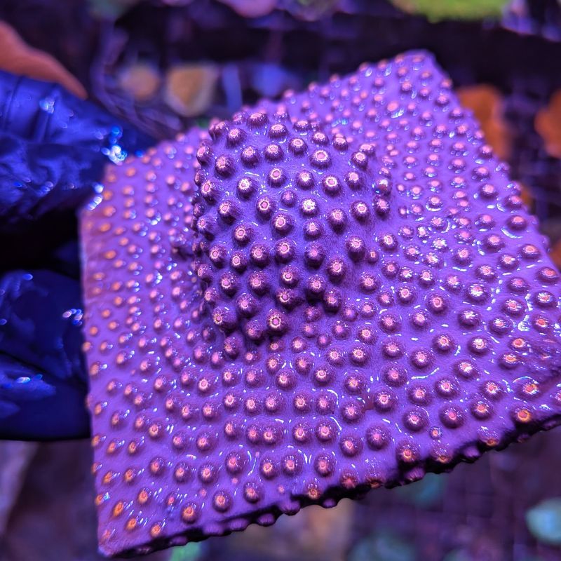 Cyphastrea sp. 'Industrial'