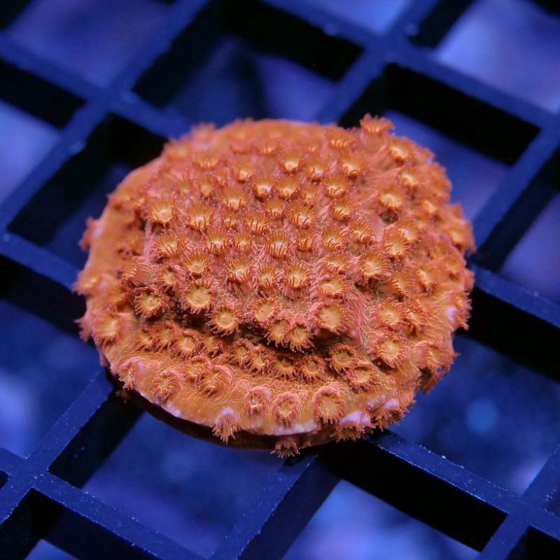 Cyphastrea sp. 'Tangerine'