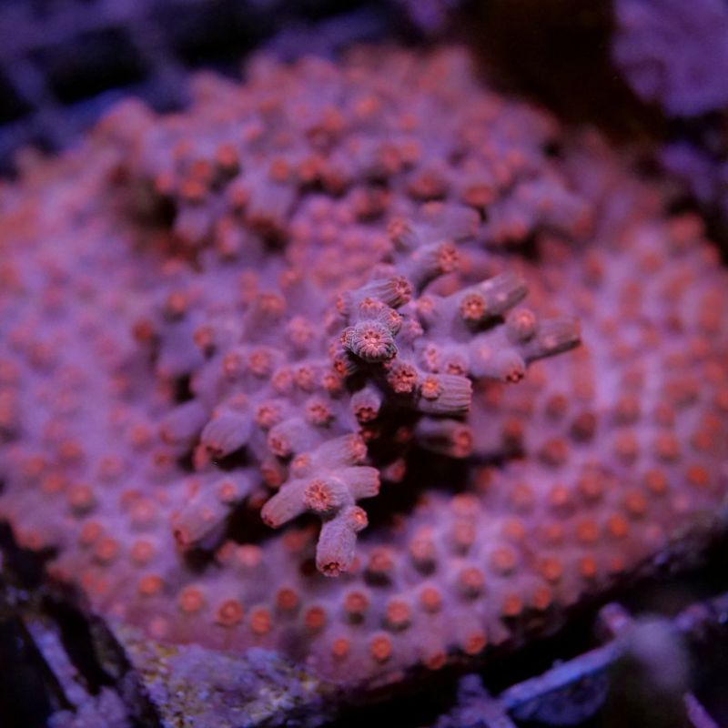 Cyphastrea decadia 'Red'