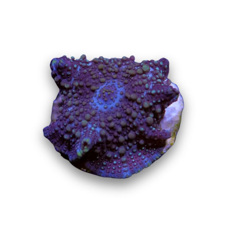 Discosoma 'Lava Lamp'