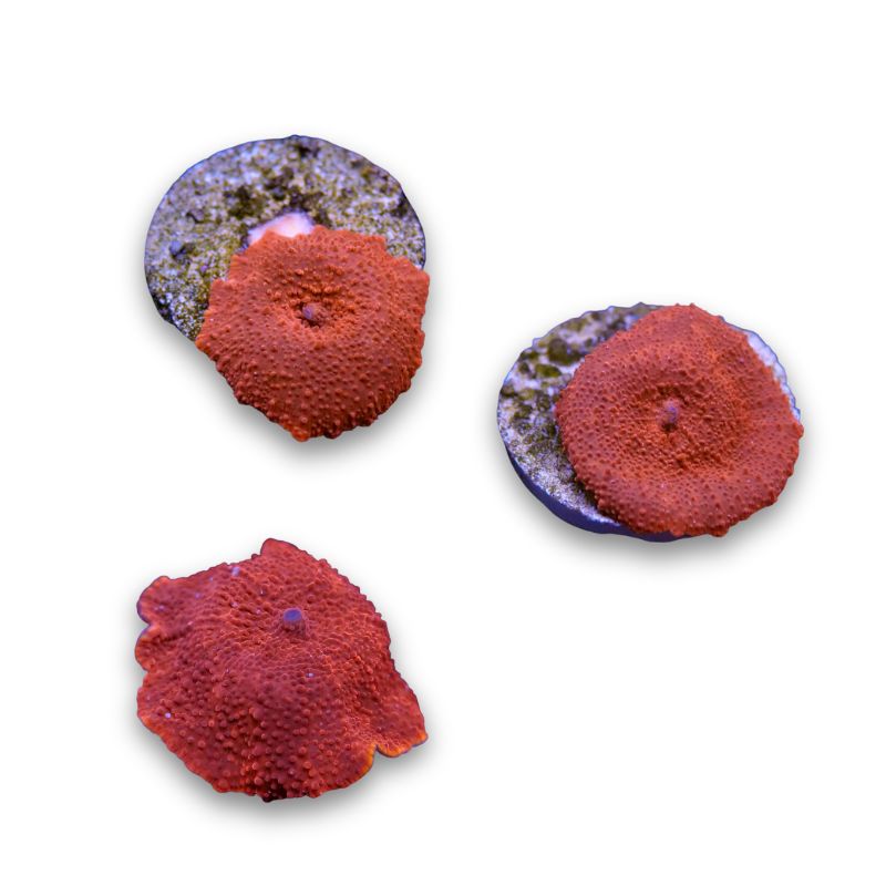 Discosoma 'Red'