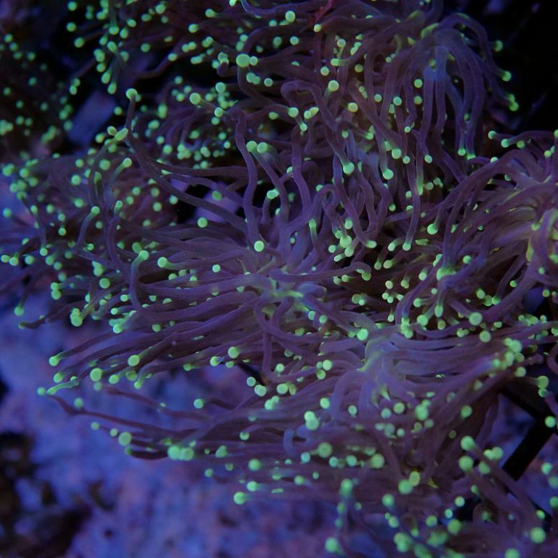 Euphyllia glabrescens 'Black Torch'