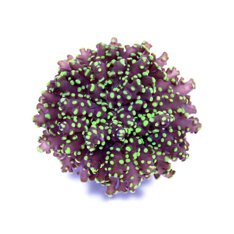 Euphyllia paradivisa