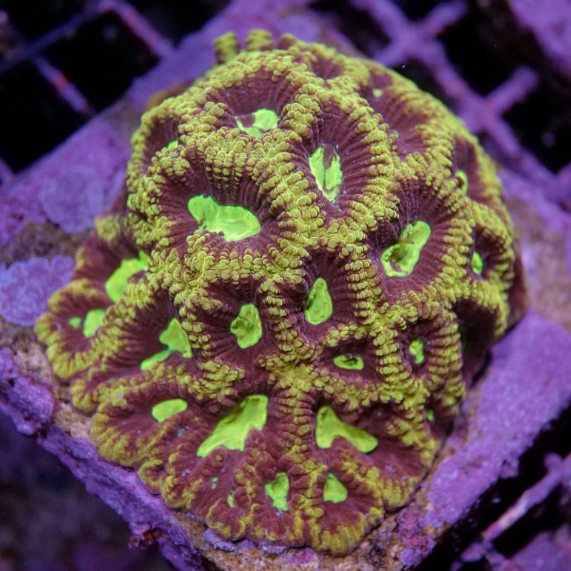 Favia sp. 'God of War'