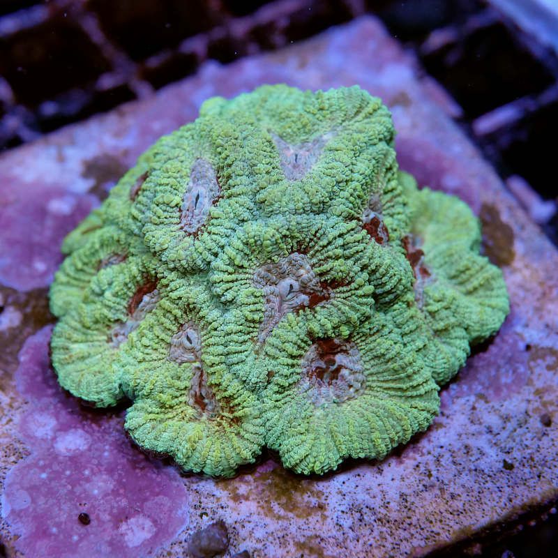 Favia sp. 'Funky'