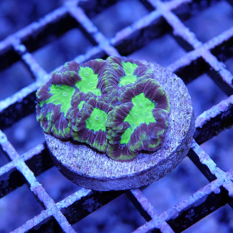 Favia sp. 'God of War'