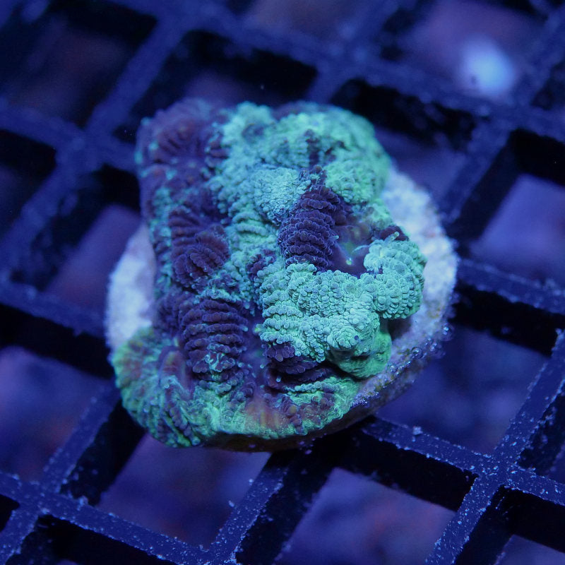 Favia sp. 'Green Inked'