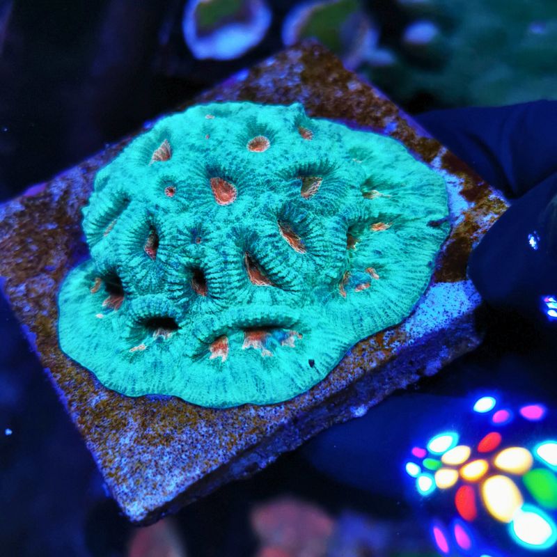 Favia sp. 'Martian'