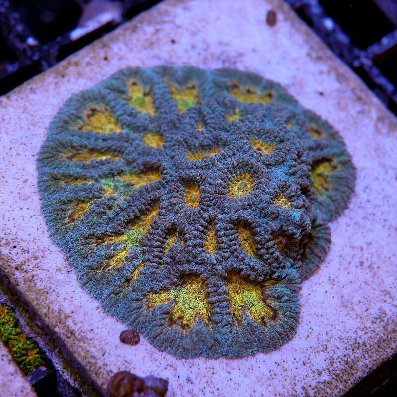 Favia sp. 'Pot of Gold'