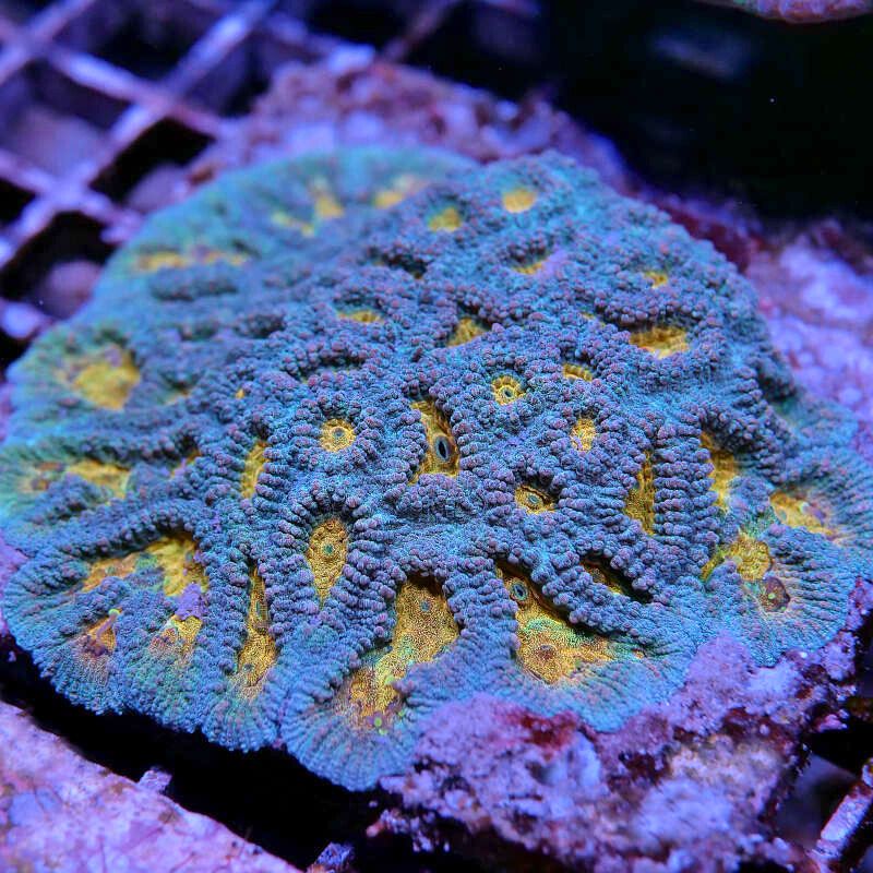 Favia sp. 'Pot of Gold'