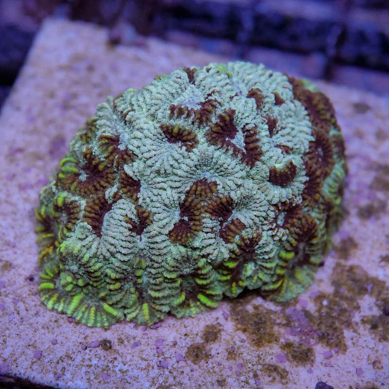Favia sp. 'Rusty Yellow'
