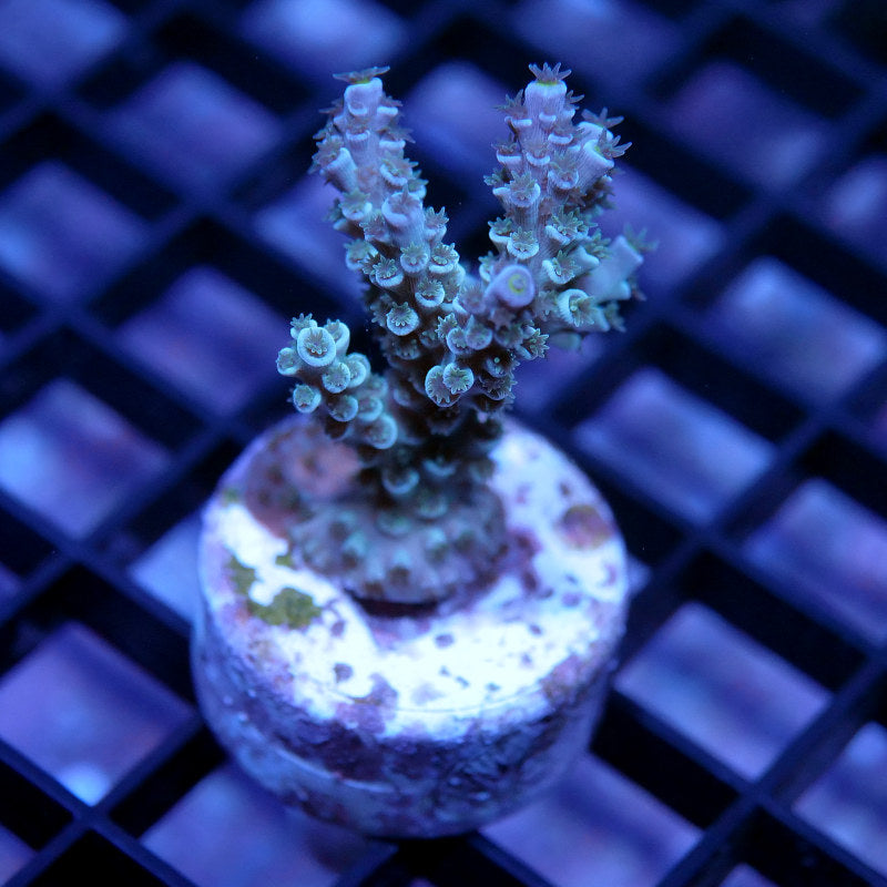 Acropora kenti - SciReef Twin Grade 1