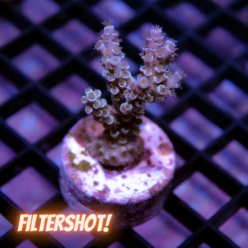 Acropora kenti - SciReef Twin - Grade 1 - lime rose