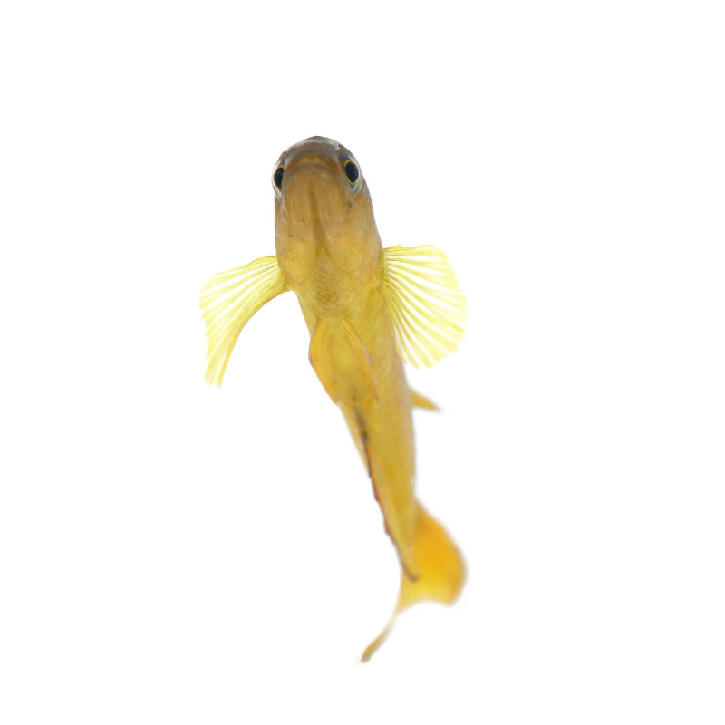 Yellow Assessor