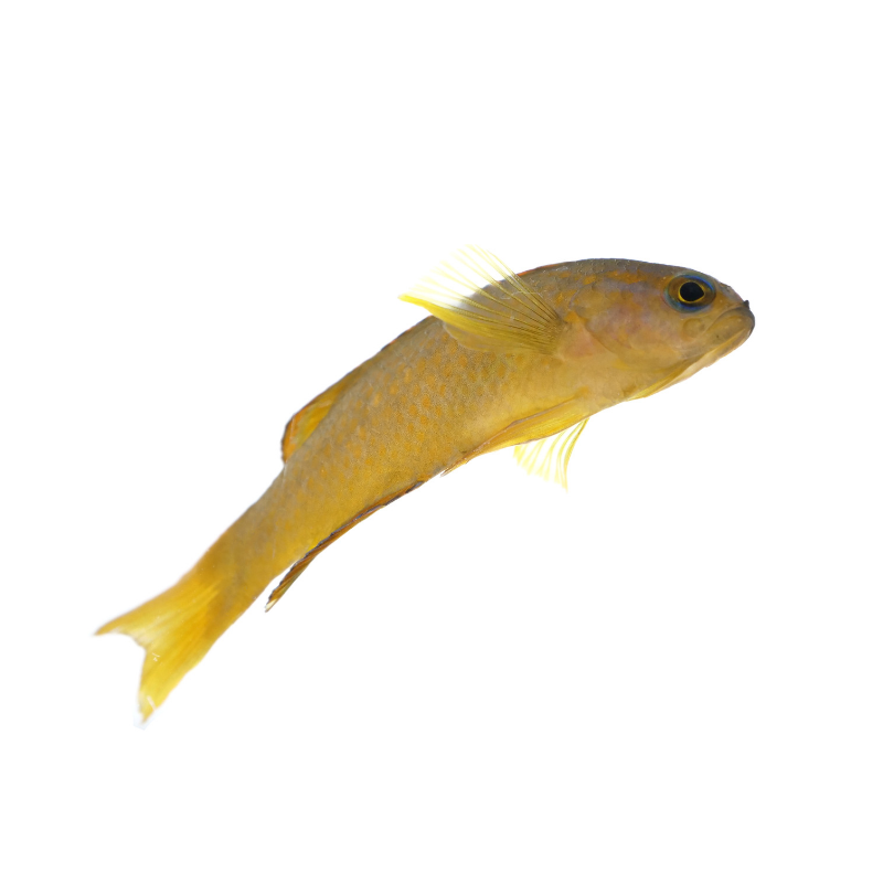 Yellow Assessor