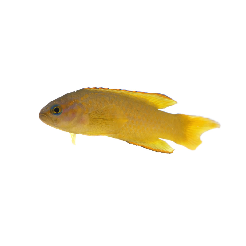 Yellow Assessor