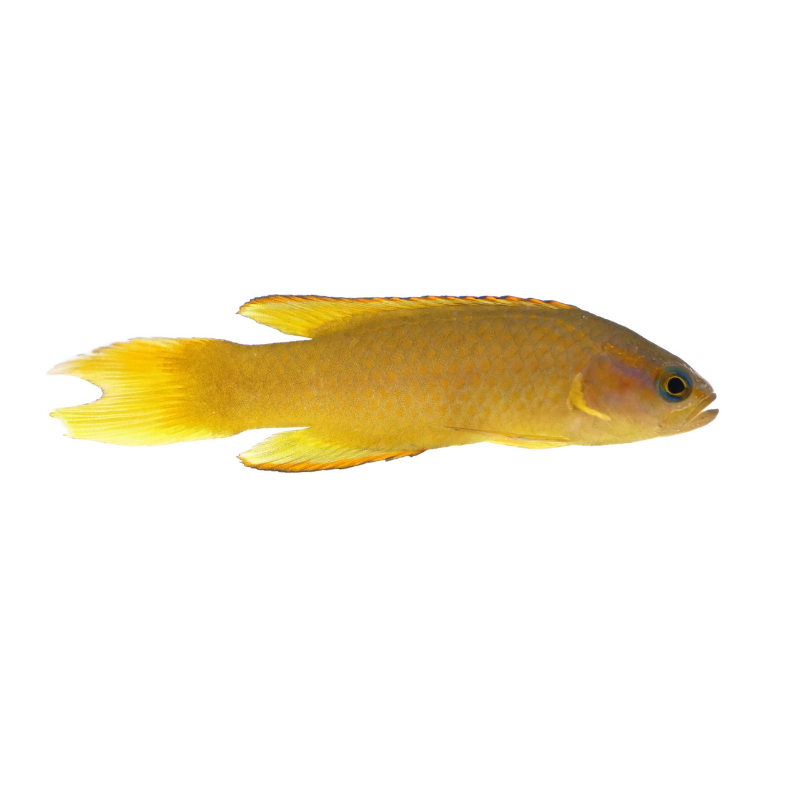 Yellow Assessor