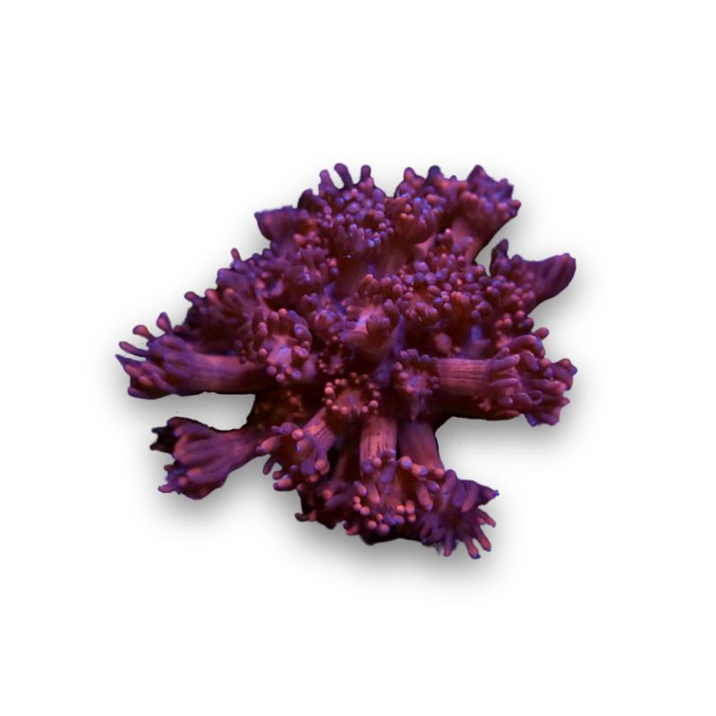 Goniopora 'Red'
