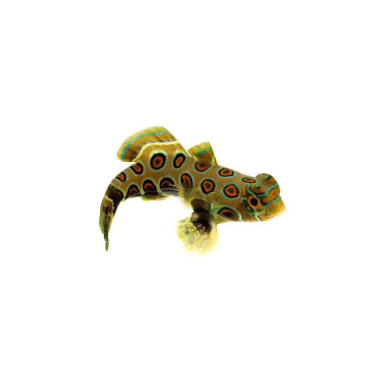 LSD-Leierfisch